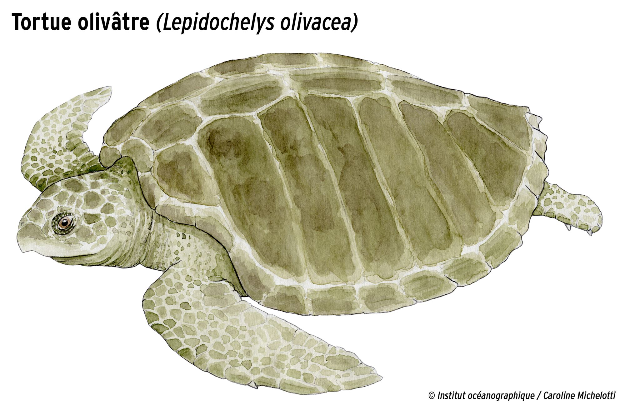 7 Especes De Tortues Marines Institut Oceanographique