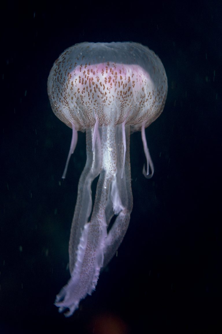 Jellyfish a big family - Institut océanographique