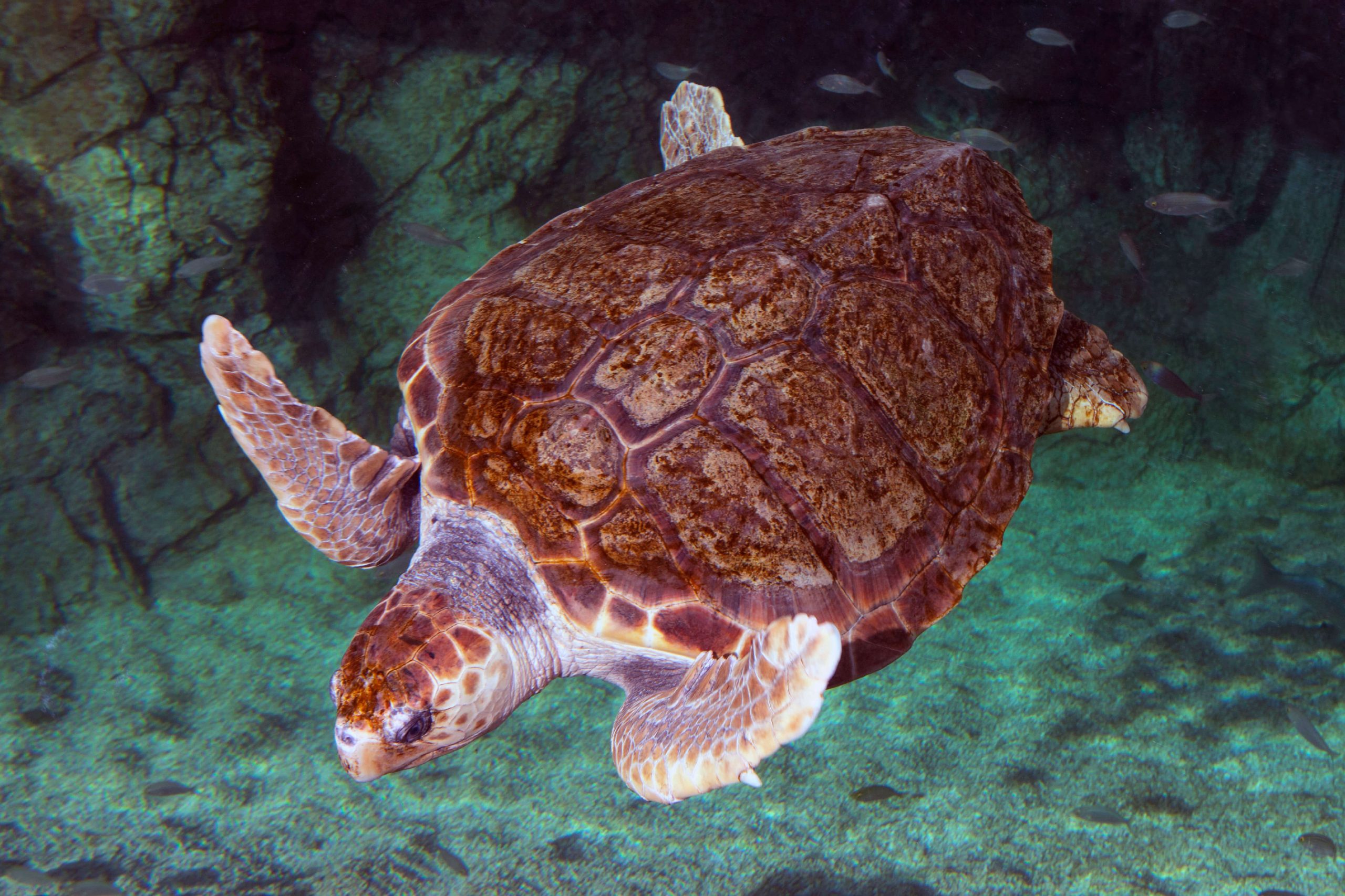 which-sea-turtles-live-in-the-mediterranean-institut-oc-anographique