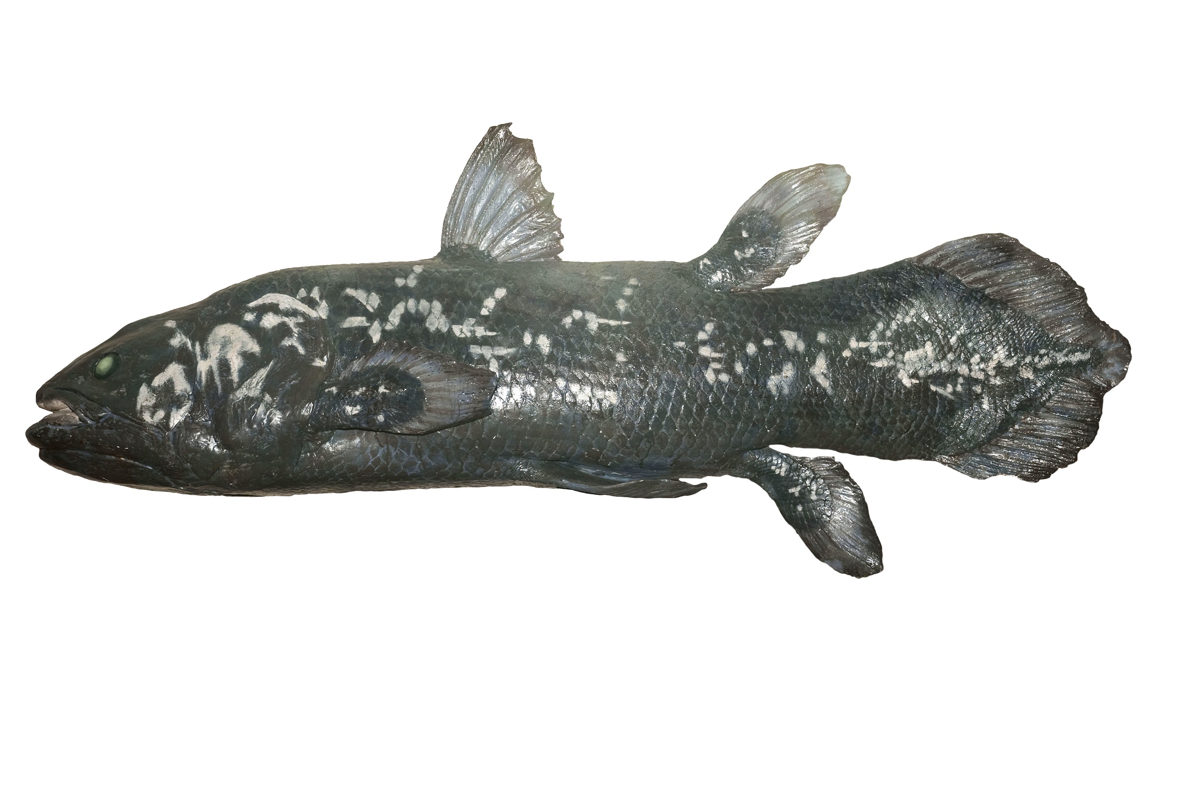 Moulage de coelacanthe Latimeria chalumnae M. Dagnino