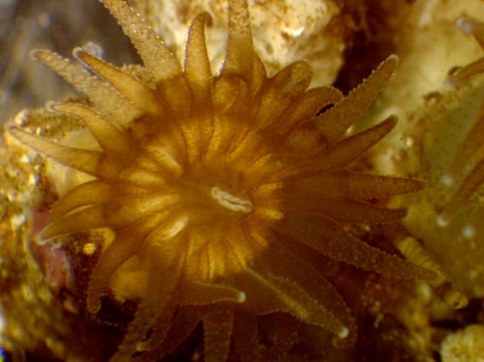 Le corail - Institut Océanographique de Monaco, Fondation Albert 1er