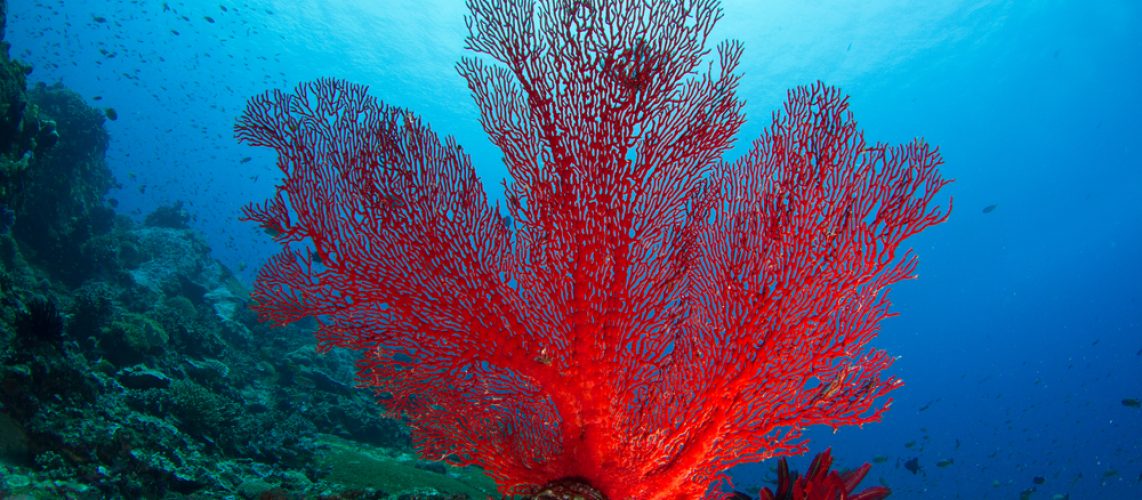 Haat onwettig Matron Wat is koraal? - Institut océanographique